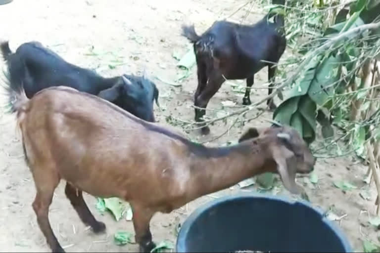 53 goats died in Dabka due to wrong treatment