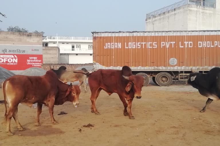 Cow smuggling in Dholpur