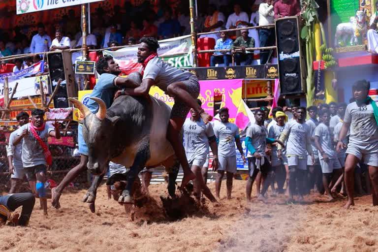 TN govt permits Jallikattu