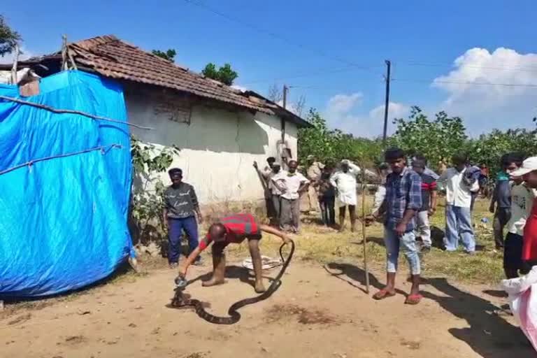 king-cobra-protected-in-chikkamagaluru