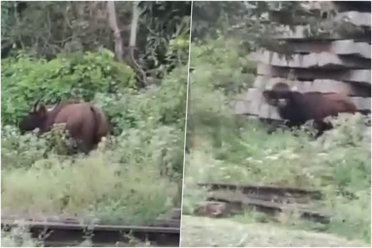 Wild animals disturbing Walayar  Wild animals attack in Walayar Palakkad  വാളയാറിലെ വന്യമൃഗലശ്യം  വാളയാറില്‍ കാട്ടുപോത്ത് ശല്യം  പാലക്കാട് കാട്ടാനശല്യം