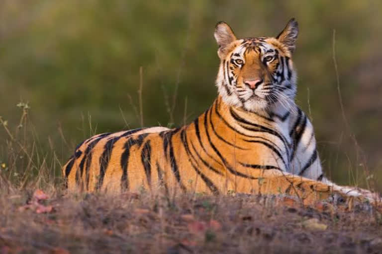 Tadoba Tiger Reserve