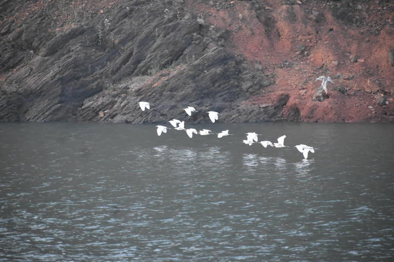 Malkangiri Bird Count End: ମାଲକାନଗିରି ବନ ବିଭାଗ ତରଫରୁ ପକ୍ଷୀଗଣନା ଶେଷ