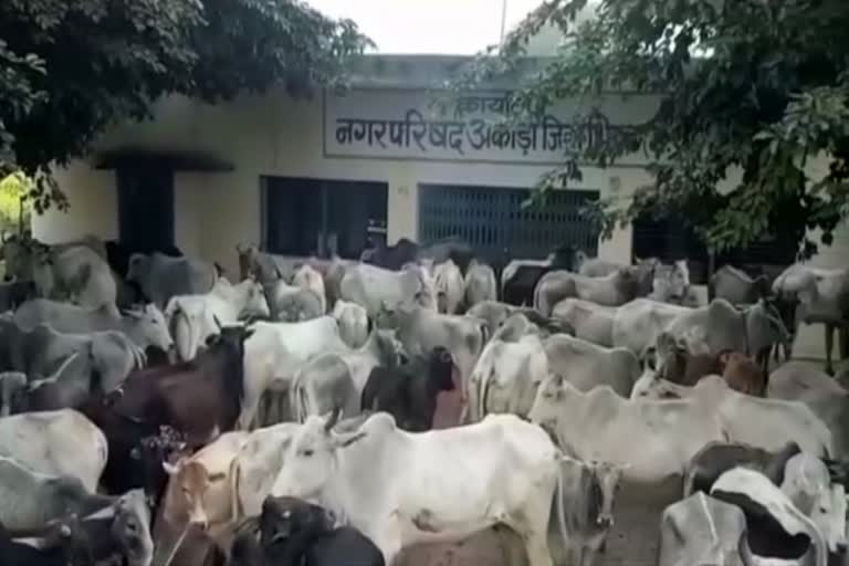 Bhind Farmers facing problems with stray cattle