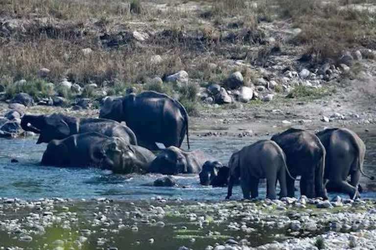 dead body of an elephant baby