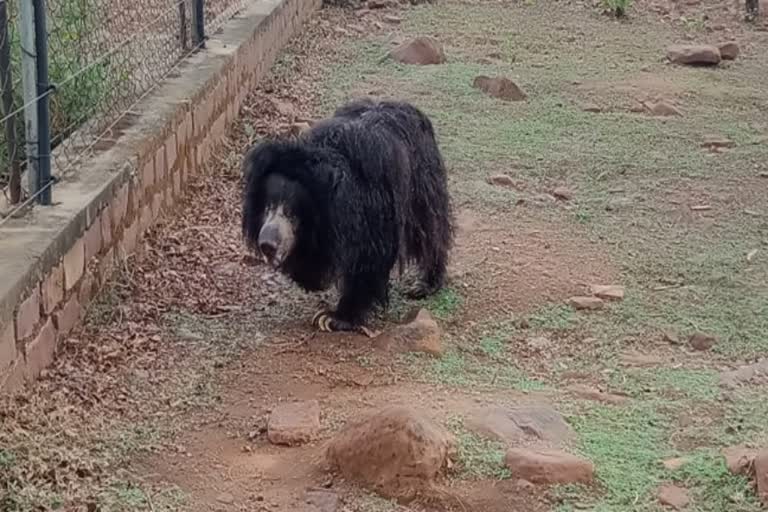 India's oldest sloth bear Gulabo dies at Bhopal's Van Vihar national park  India s oldest sloth bear Gulabo dies  ഇന്ത്യയിലെ ഏറ്റവും പ്രായം കൂടിയ സ്ലോത്ത് കരടി 'ഗുലാബോ' ചത്തു  വാൻ വിഹാർ നാഷണൽ പാർക്കിലെ സ്ലോത്ത് കരടി 'ഗുലാബോ' ചത്തു