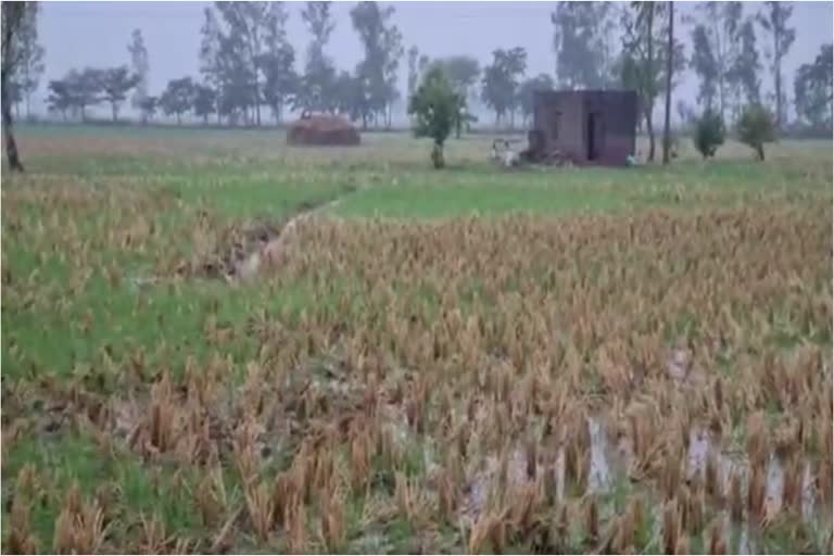Heavy Rain Damages Crops In Ambala