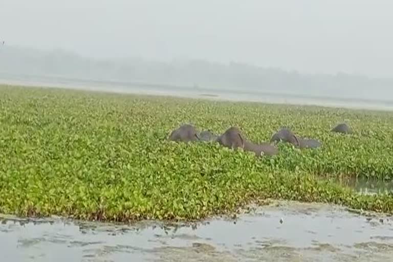 elephant herd enters chilika