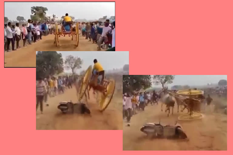 Accident in Bull Race Competition