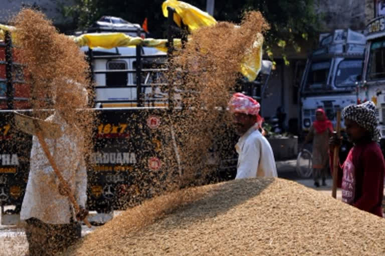 Paddy procurement process