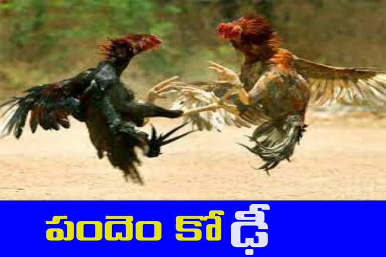Cockfights in AP