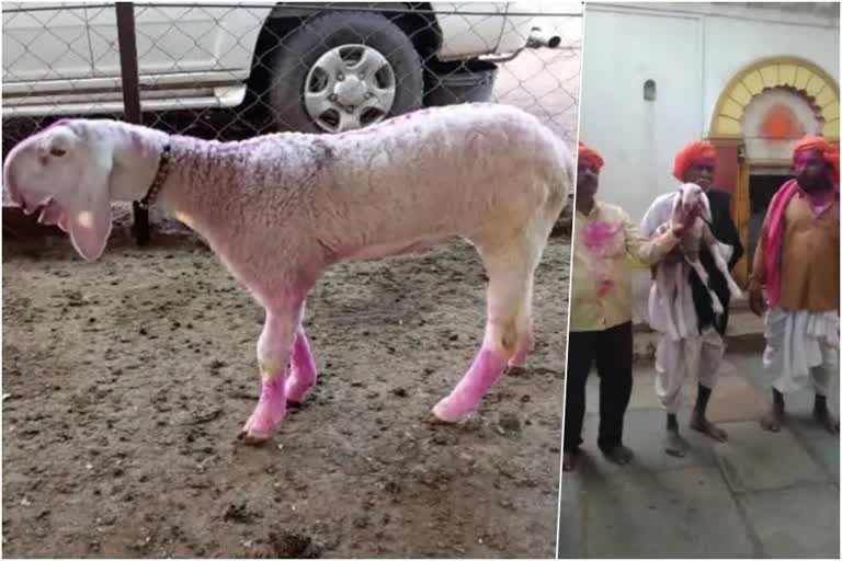 karnataka bijapur sheep auction  sheep sold for rs 2 lakh  ചെമ്മരിയാട് ലേലം  ചെമ്മരിയാടിന് രണ്ട് ലക്ഷം രൂപ വില