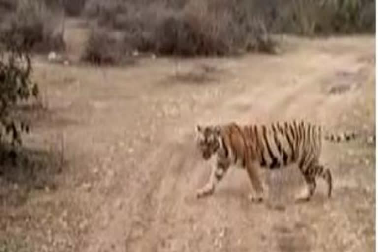 Watch tigress ST9 spotted in Sariska tiger reserve