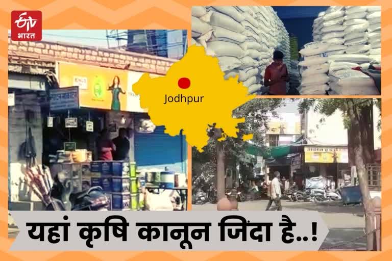 Agricultural law effect in Jodhpur
