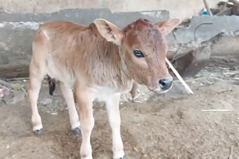 First IVF Calf of Punganur