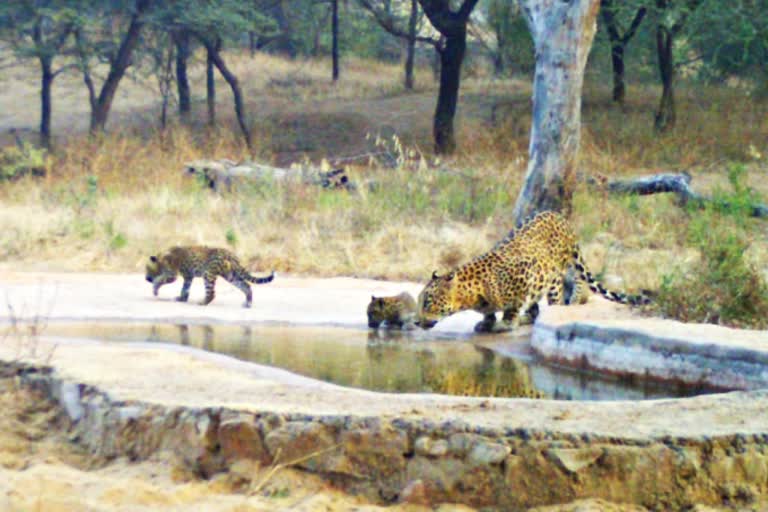 Three new cubs seen in Jhalana Leopard Reserve