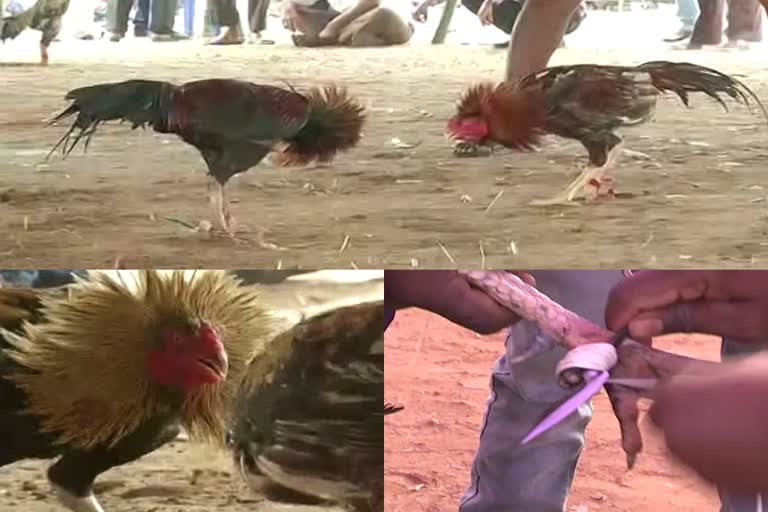 facts about Fighter roosters and cockfight for Sankranti  സംക്രാന്തി ആഘോഷം  കോഴിപ്പോര്  പോര് കോഴികൾ  പോര് കോഴികളുടെ പരിശീലനം  Fighter cocks in andhra pradesh  cockfight in andhra pradesh  കോഴി പന്തയം  ആന്ധ്രപ്രദേശിലെ കോഴിപ്പോര്  കോടി പണ്ടലു നാഗമ്മയുടെ കഥ  നായ്‌കരുലു നാഗമ്മ കോഴിപ്പോര്  rooster fight and cockfight  കോഴിപ്പോര് ചരിത്രം  cock fight history  കോടി പണ്ടലു  kodi pandalu