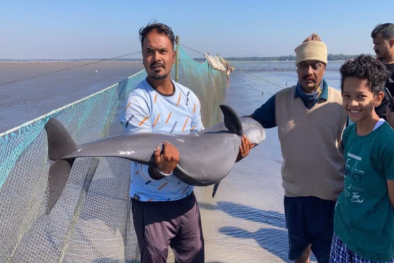 Palghar Finless Porpoise Fish