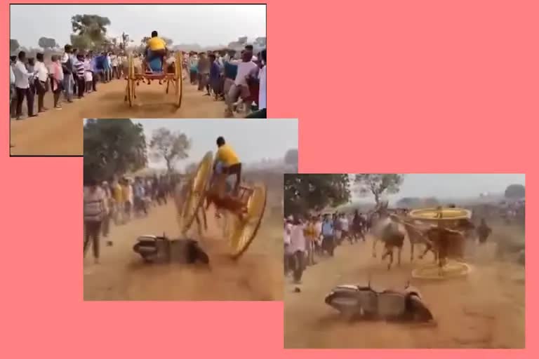 Accident in bulls race at andhra pradesh