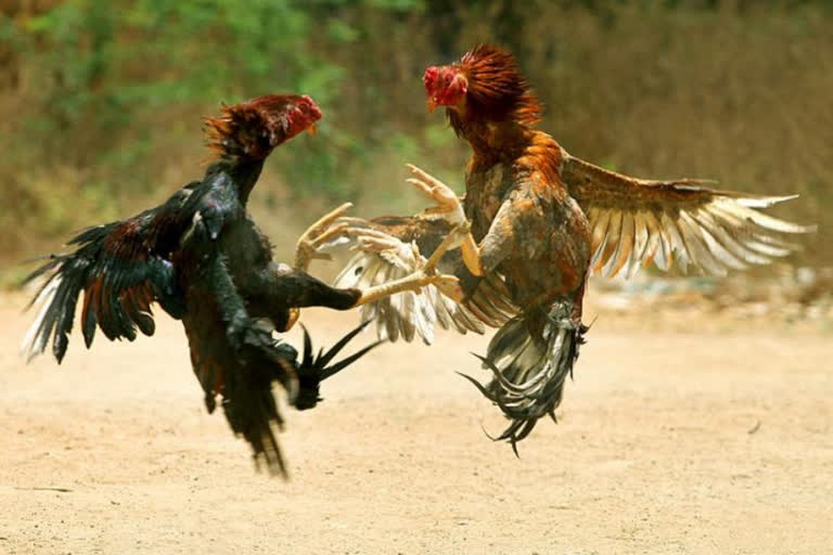 Cock fight in AP