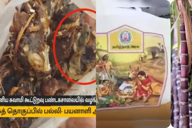 பொங்கல் தொகுப்பில் பல்லி