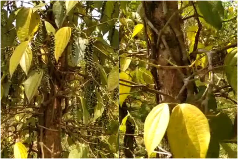 PEPPER FARMERS IN CRISIS IDUKKI  IDUKKI FARMERS IN CRISIS  ഇടുക്കിയിൽ കുരുമുളക് ചെടികളിൽ മഞ്ഞളിപ്പ് രോഗം  ഇടുക്കിയിലെ കുരുമുളക് കർഷകർ പ്രതിസന്ധിയിൽ  കുരുമുളകിൽ മഞ്ഞളിപ്പ് രോഗം