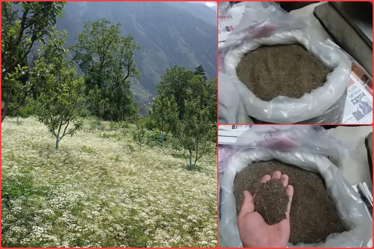 black cumin cultivation in Himachal