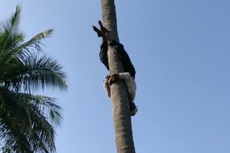 Coconut tree climbing by a man