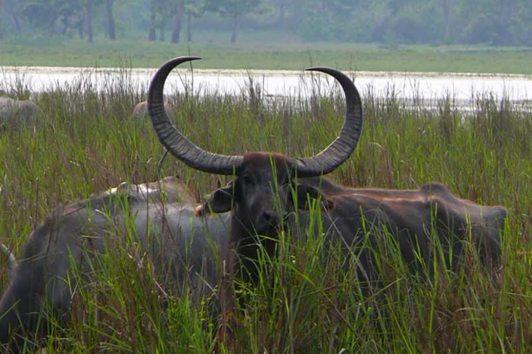 Forest buffalo brought to Chhattisgarh will be returned
