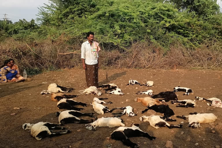 street dogs attack on a sheeps