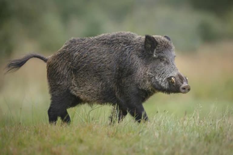 Man who was injured in the pig attack died in kozhikodu  Man died pig attack in thondayad bypass  Chelannur native Siddique died in a pig attack  പന്നിയുടെ ആക്രമണത്തിൽ പരിക്കേറ്റ യുവാവ് മരിച്ചു  തൊണ്ടയാട് ബൈപ്പാസിൽ പന്നിയുടെ ആക്രമണം