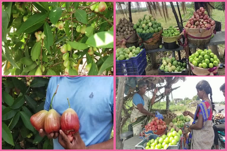 Water apple cultivation