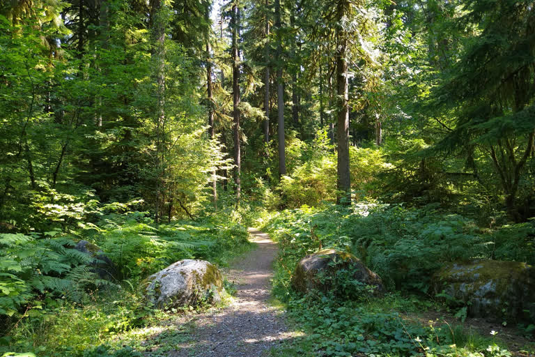 India's forest and tree cover has risen by 2,261 square kilometers in the last two years with Andhra Pradesh growing the maximum forest cover of 647 square kilometers.