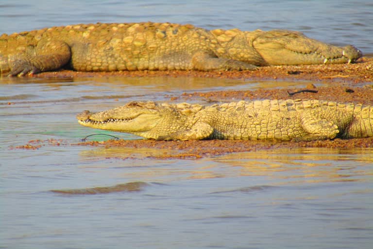 Crocodiles came out from Chambal, Rajasthan hindi news