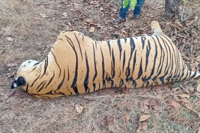 Tiger killed