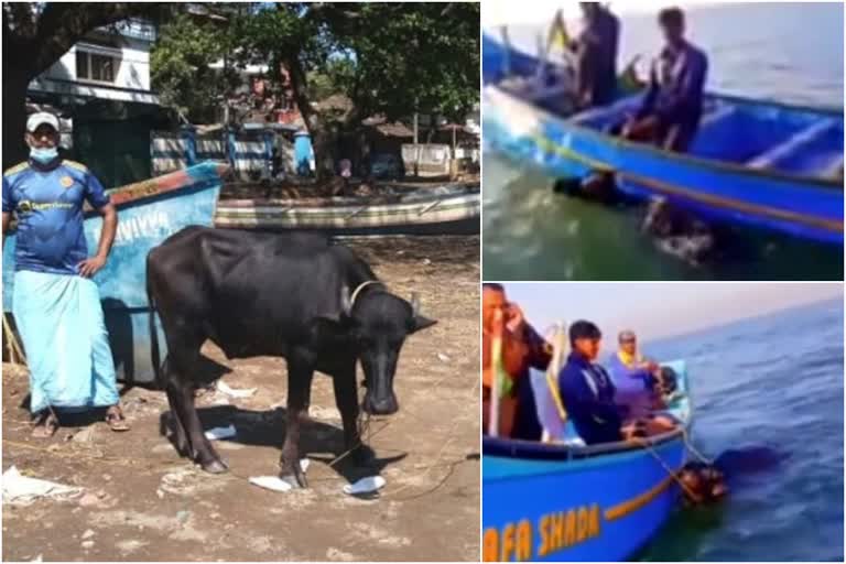 rescued buffalo from drowning the deep sea in kozhikode  rescued buffalo from deep sea in kothi kozhikode  buffalo stuck at sea in kozhikode  ഉൾക്കടലിൽ അകപ്പെട്ട് പോത്തിനെ കരക്കെത്തിച്ചു  പോത്തിനെ കടലിൽ നിന്ന് കരക്കെത്തിച്ച് മത്സ്യത്തൊഴിലാളികൾ  കോതി നൈനാംവളപ്പ് കടലിൽ പോത്ത്  നൈനാംവളപ്പ് ആഴക്കടലിലേക്ക് മുങ്ങിത്താഴ്ന്ന് പോത്ത്