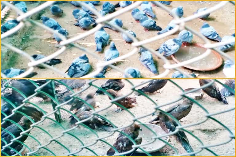 Birds Killing On Makar sankranti