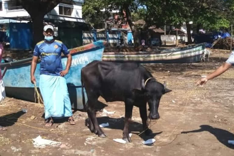 Kerala fishermen save a buffalo after six hours long struggle