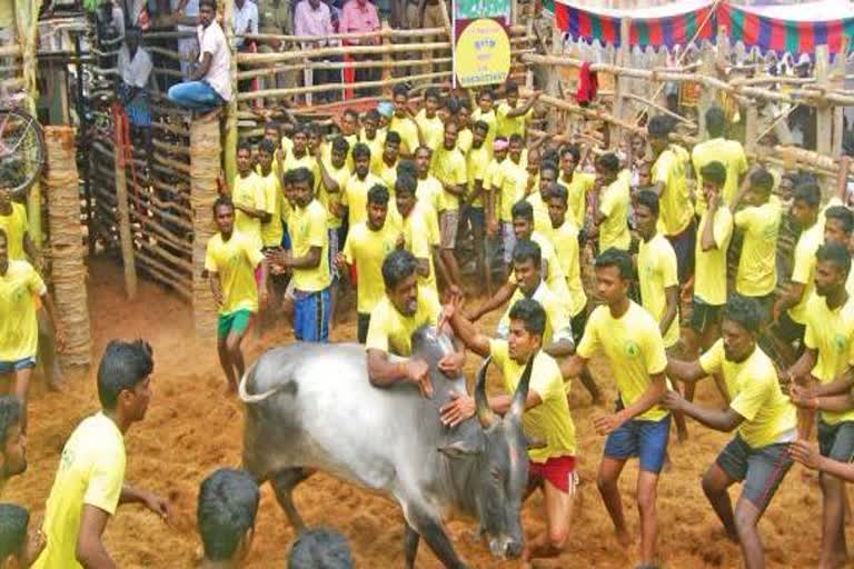 Jallikattu competition