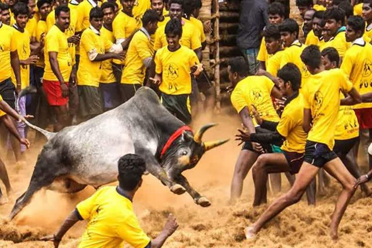 avaniyapuram jallikattu cm stalin and udhayanidhi gifts car for best bull and best rider