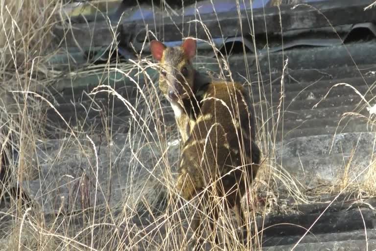 Idukki deer