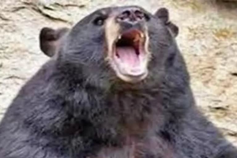 bear death in balrampur
