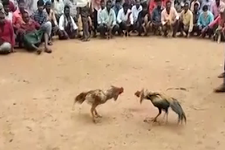 Sankranthi Cock Fight