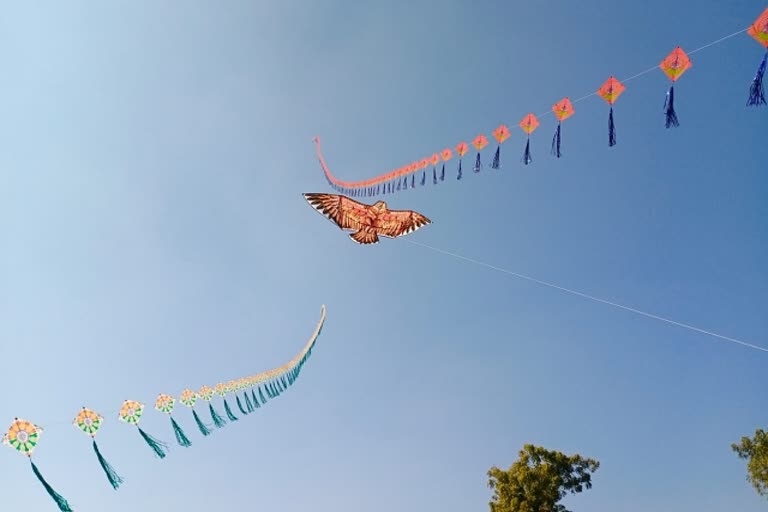 Udaipur youth flies 700 kites, Rajasthan hindi news