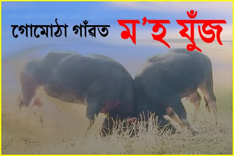 Buffalo Fight in Nagaon