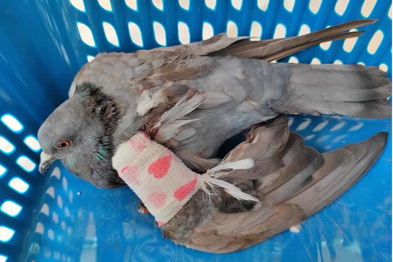 Birds were injured by kite's string