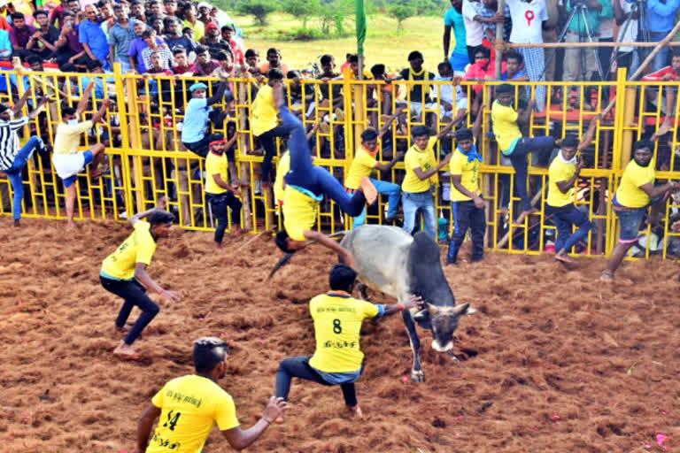 trichy jallikattu  Trichy periya suriyur Jallikattu  periya suriyur Jallikattu  Jallikattu  சூரியூர் ஜல்லிக்கட்டு  பெரியசூரியூர் ஜல்லிக்கட்டு  ஜல்லிக்கட்டு  திருச்சி ஜல்லிக்கட்டு