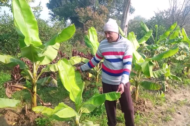 Banana cultivation in Palwal