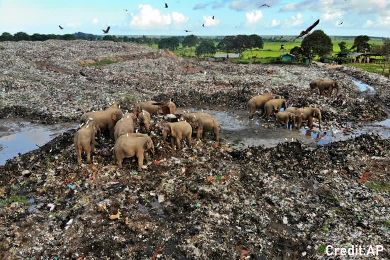 plastic waste kills elephants in sri lanka