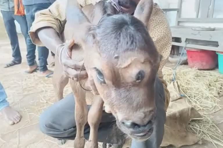Three eyed calf became subject of curiosity in Rajnandgaon